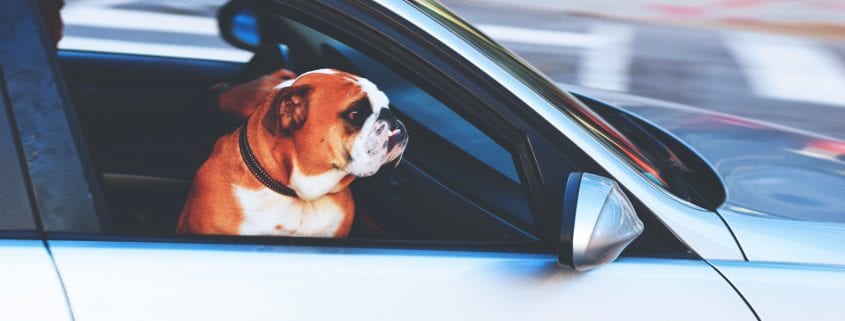 šuo automobilyje