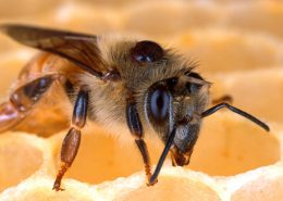 bitės įgėlimas