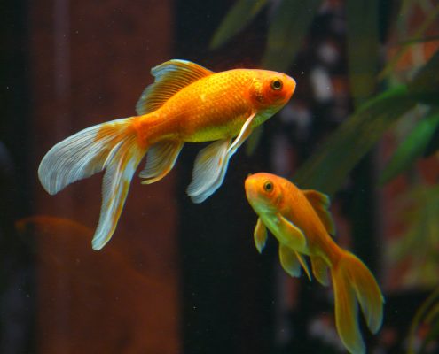 akvariumo žuvytės
