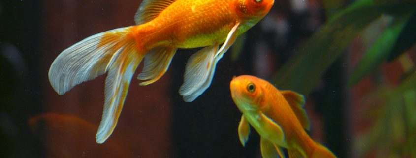 akvariumo žuvytės